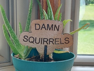 Damn Squirrels Garden and Flower Pot Signs. Stake Marker, Funny Gift for Plant Lover, Outdoor Decor, Laser Cut Flowerpot sign